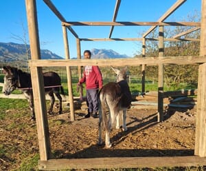 EARS Donkey Sanctuary Storm Damage | Help Rebuild Hospital Camp