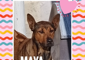 Meet Maya - Looking for Her Forever Home