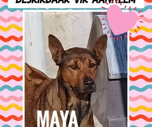 Meet Maya - Looking for Her Forever Home