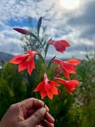 Rare Gladiolus Blooms After Alien Vegetation Clearing