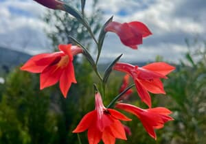 Rare Gladiolus Blooms After Alien Vegetation Clearing