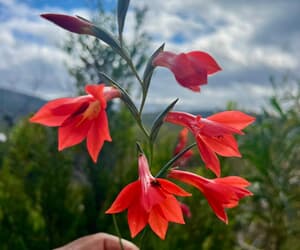 Rare Gladiolus Blooms After Alien Vegetation Clearing