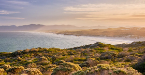 Fynbos: Life After Fire