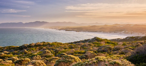 Fynbos: Life After Fire