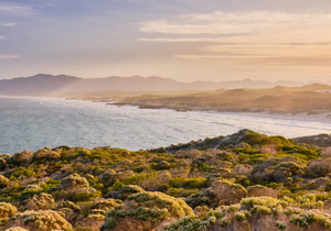 Fynbos: Life After Fire