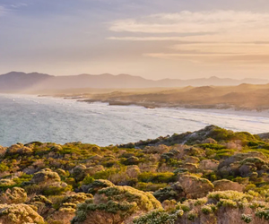 Fynbos: Life After Fire