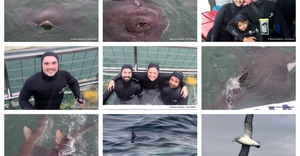 Daily Blog: 02 June 2026 | Shark Cage Diving in South Africa