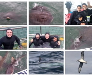 Daily Blog: 02 June 2026 | Shark Cage Diving in South Africa