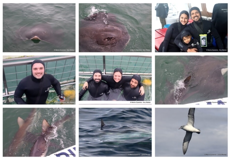 Daily Blog: 02 June 2026 | Shark Cage Diving in South Africa
