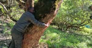 White Milkwood Tree DNA Project at Grootbos