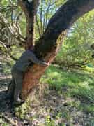 White Milkwood Tree DNA Project at Grootbos