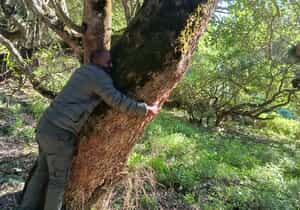 White Milkwood Tree DNA Project at Grootbos