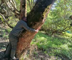 White Milkwood Tree DNA Project at Grootbos