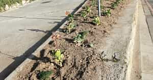 Students Complete First Fynbos Landscaping Project
