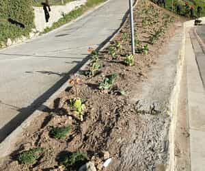 Students Complete First Fynbos Landscaping Project