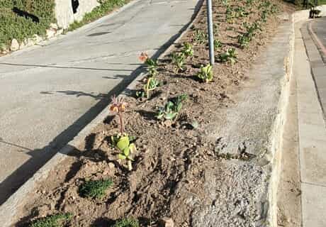 Students Complete First Fynbos Landscaping Project