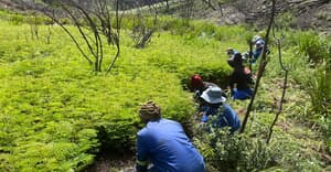 Grootbos Research Team Assessing Invasive Regrowth
