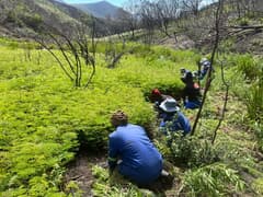 Grootbos Research Team Assessing Invasive Regrowth