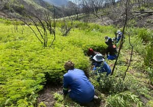 Grootbos Research Team Assessing Invasive Regrowth