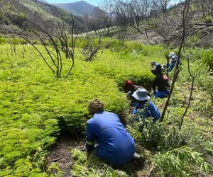 Grootbos Research Team Assessing Invasive Regrowth
