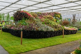 Tickets for Chelsea Flowers in Stanford 2026