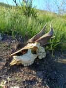 Bushbuck Skull in the Fynbos Ecosystem
