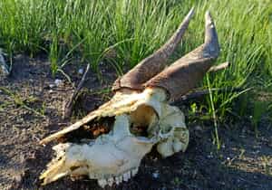 Bushbuck Skull in the Fynbos Ecosystem
