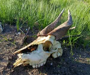 Bushbuck Skull in the Fynbos Ecosystem