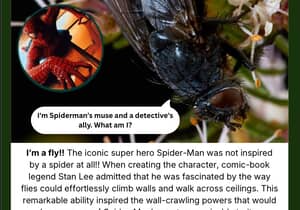 Fly Under the Microscope - Superhero Inspiration