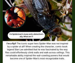 Fly Under the Microscope - Superhero Inspiration