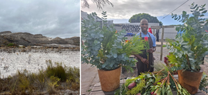 Fynbos Fire Devastation: A Florist’s Story