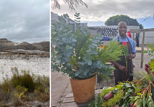 Fynbos Fire Devastation: A Florist’s Story