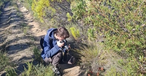 International Scientists Study Rare Parasitic Plant at Grootbos