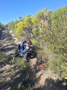 International Scientists Study Rare Parasitic Plant at Grootbos