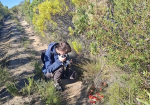 International Scientists Study Rare Parasitic Plant at Grootbos