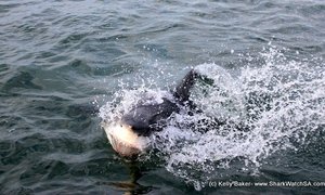Great White Shark Diving South Africa | Daily trip 30 April 2014 (Trip1+2)