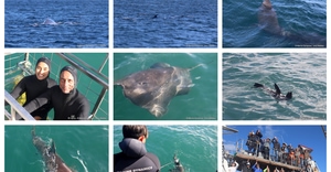 Daily Blog: 17 June 2026 | Shark Cage Diving in South Africa