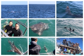 Daily Blog: 17 June 2026 | Shark Cage Diving in South Africa
