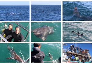 Daily Blog: 17 June 2026 | Shark Cage Diving in South Africa