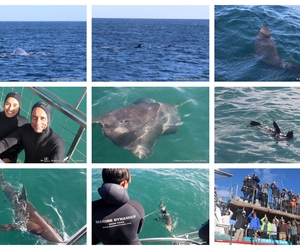 Daily Blog: 17 June 2026 | Shark Cage Diving in South Africa