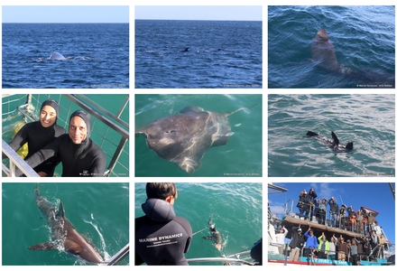 Daily Blog: 17 June 2026 | Shark Cage Diving in South Africa