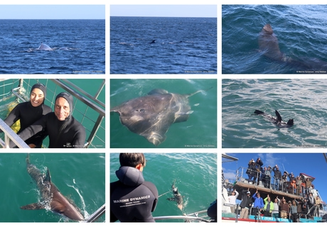 Daily Blog: 17 June 2026 | Shark Cage Diving in South Africa