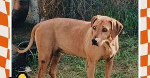 Chaka is Looking for a Loving Retirement Home