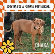 Chaka is Looking for a Loving Retirement Home