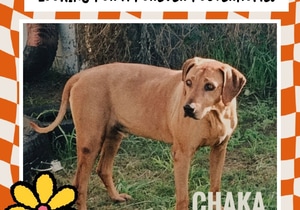 Chaka is Looking for a Loving Retirement Home