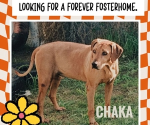 Chaka is Looking for a Loving Retirement Home