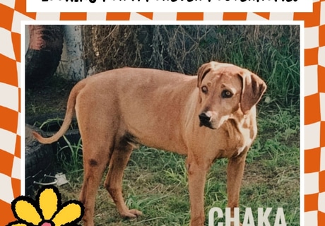 Chaka is Looking for a Loving Retirement Home