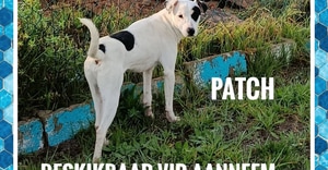 Meet Patch - Looking for His Forever Home!