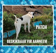 Meet Patch - Looking for His Forever Home!