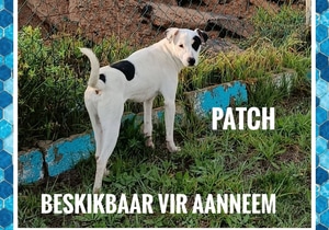 Meet Patch - Looking for His Forever Home!
